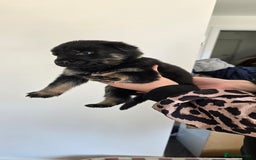 Mixed Breed dogs for sale: Rottweiler × german shepherd puppies - Image 8