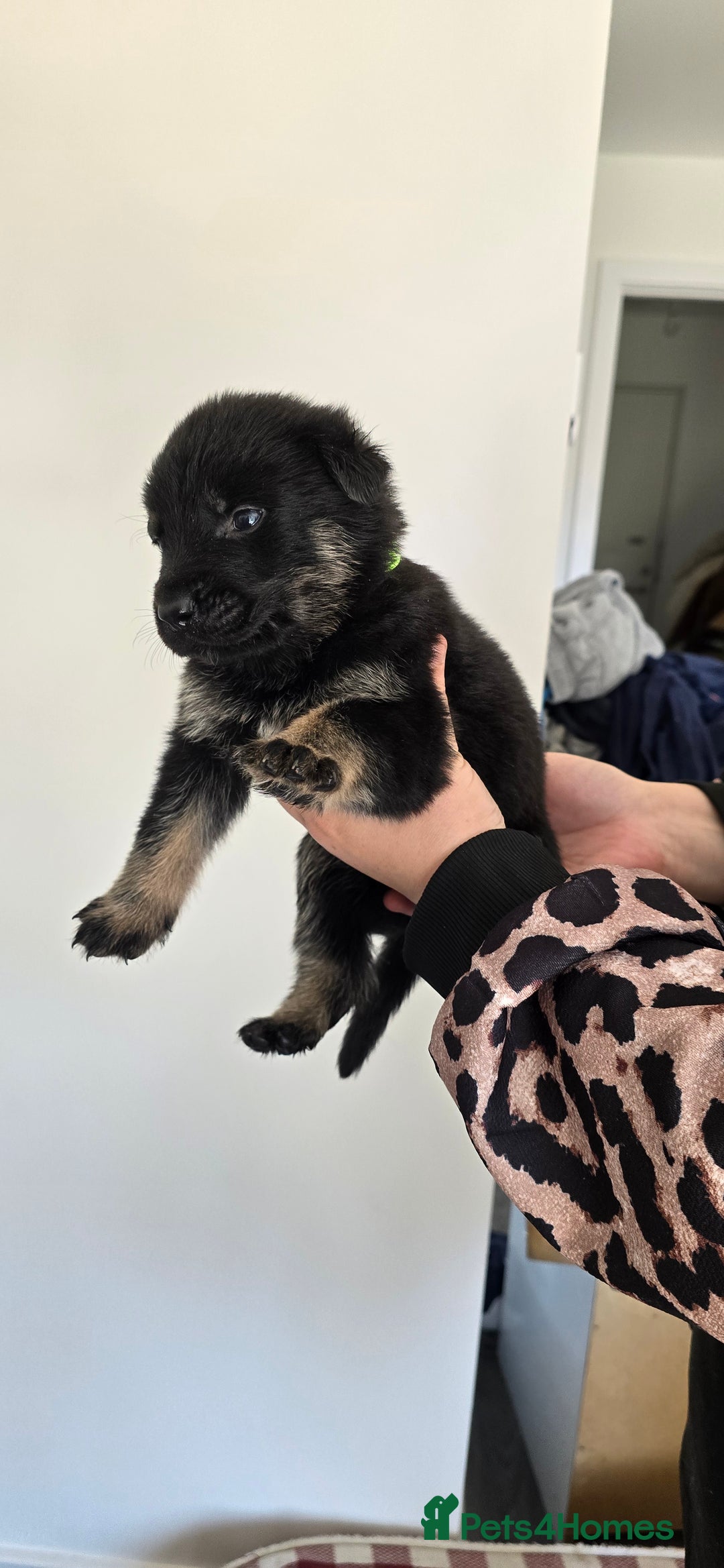 Mixed Breed dogs for sale: Rottweiler × german shepherd puppies - Image 8