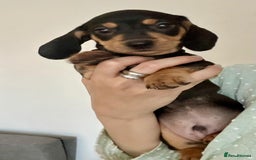 Dachshund dogs for sale: DACHSUND PUPPIES , ONE GIRL AND ONE BOY LEFT  - Image 11
