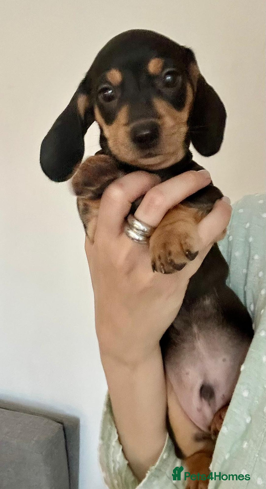 Dachshund dogs for sale: DACHSUND PUPPIES , ONE GIRL AND ONE BOY LEFT  - Image 11