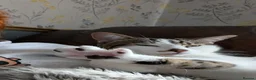 Domestic Shorthair cats for sale: Kitten 1 Year Old Looking For Forever Home - Advert 10