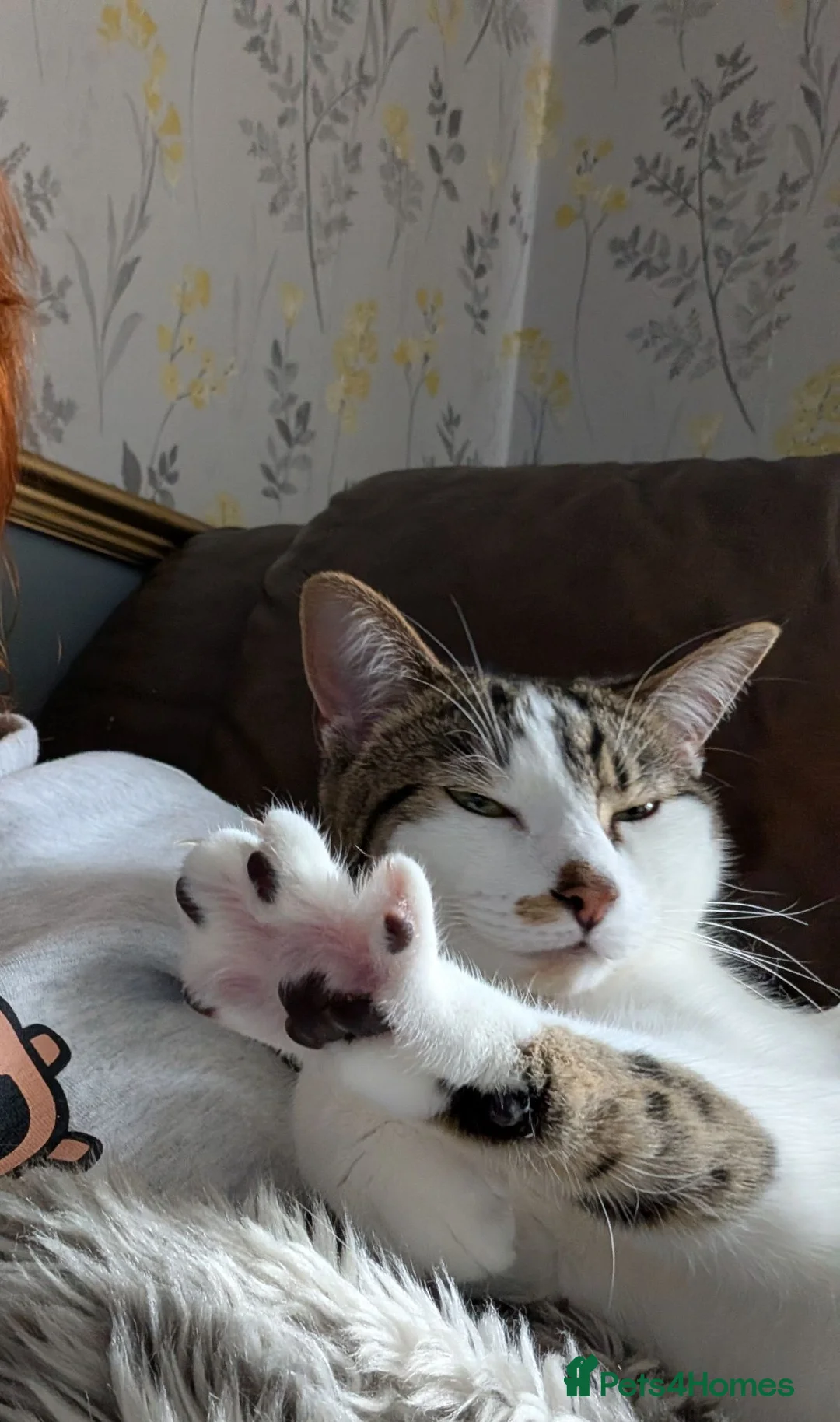 Domestic Shorthair cats for sale: Kitten 1 Year Old Looking For Forever Home - Advert 10