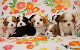 Cavalier King Charles Spaniel dogs for sale: 7 Puppies ready for reservations - Image 13