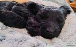 Cockapoo dogs for sale: Beautiful litter of cockerpoos - Image 1