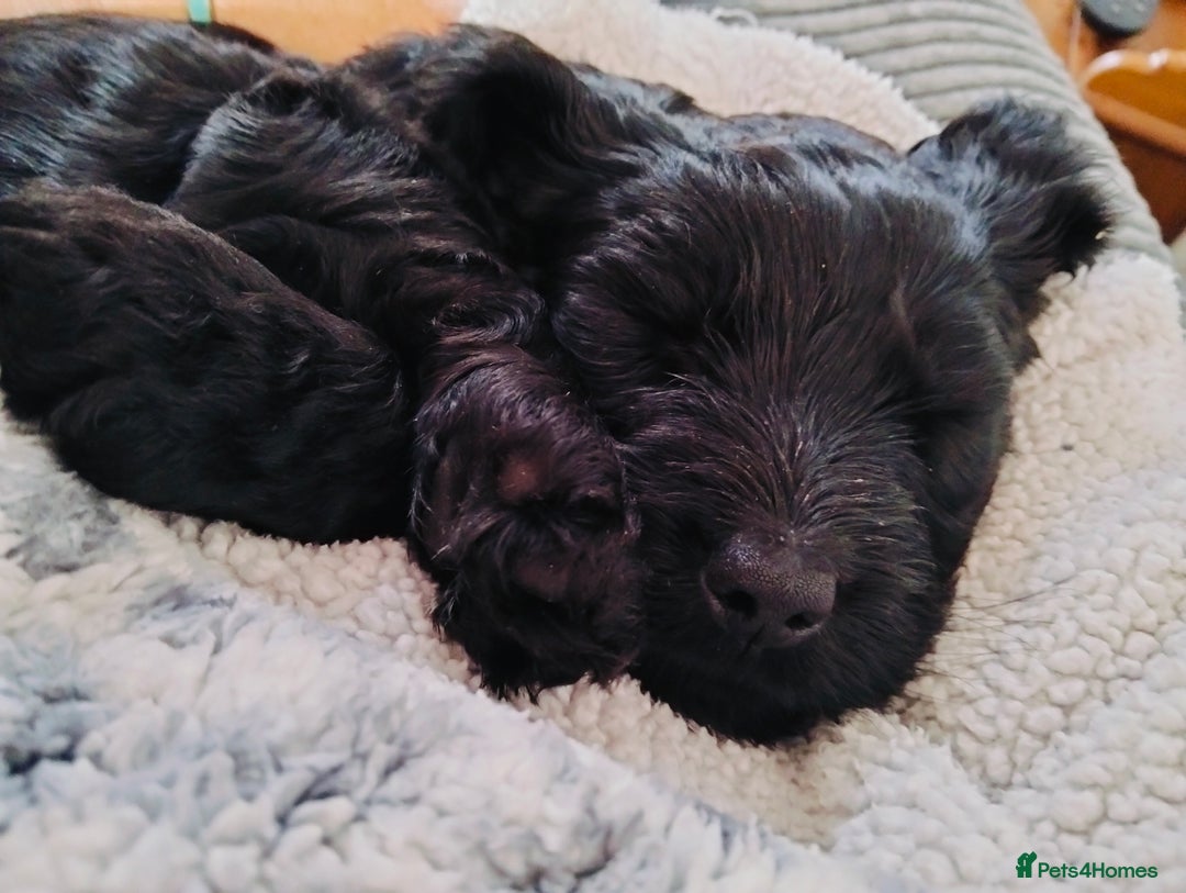 Cockapoo dogs for sale: Beautiful litter of cockerpoos - Image 1