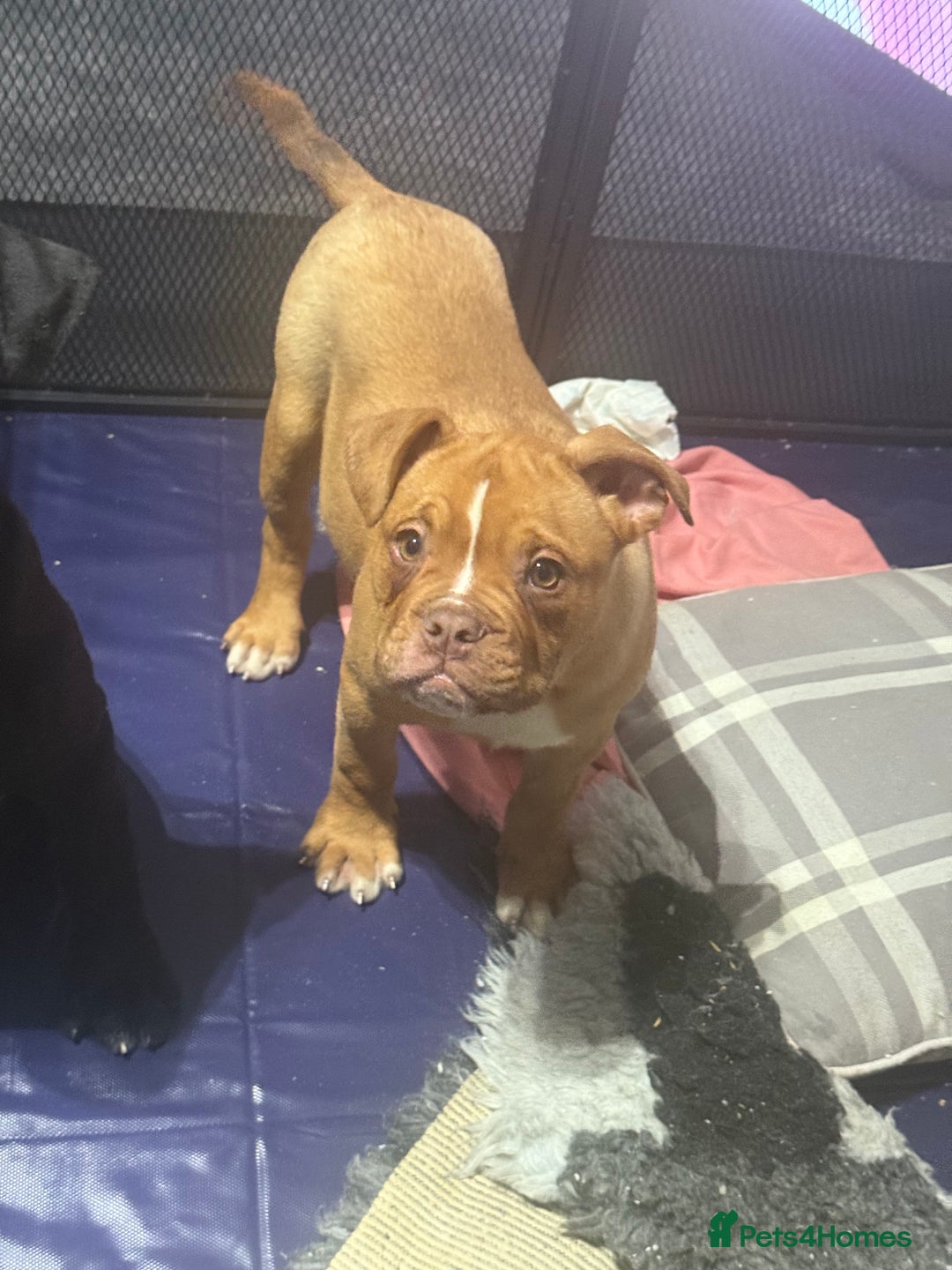 Alapaha Blue Blood Bulldog dogs for sale: ALAPAHA BLUE BLOOD BULLDOGS  - Advert 24
