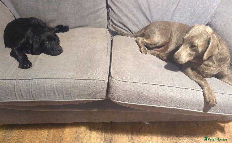 Labrador Retriever dogs - Advert 4