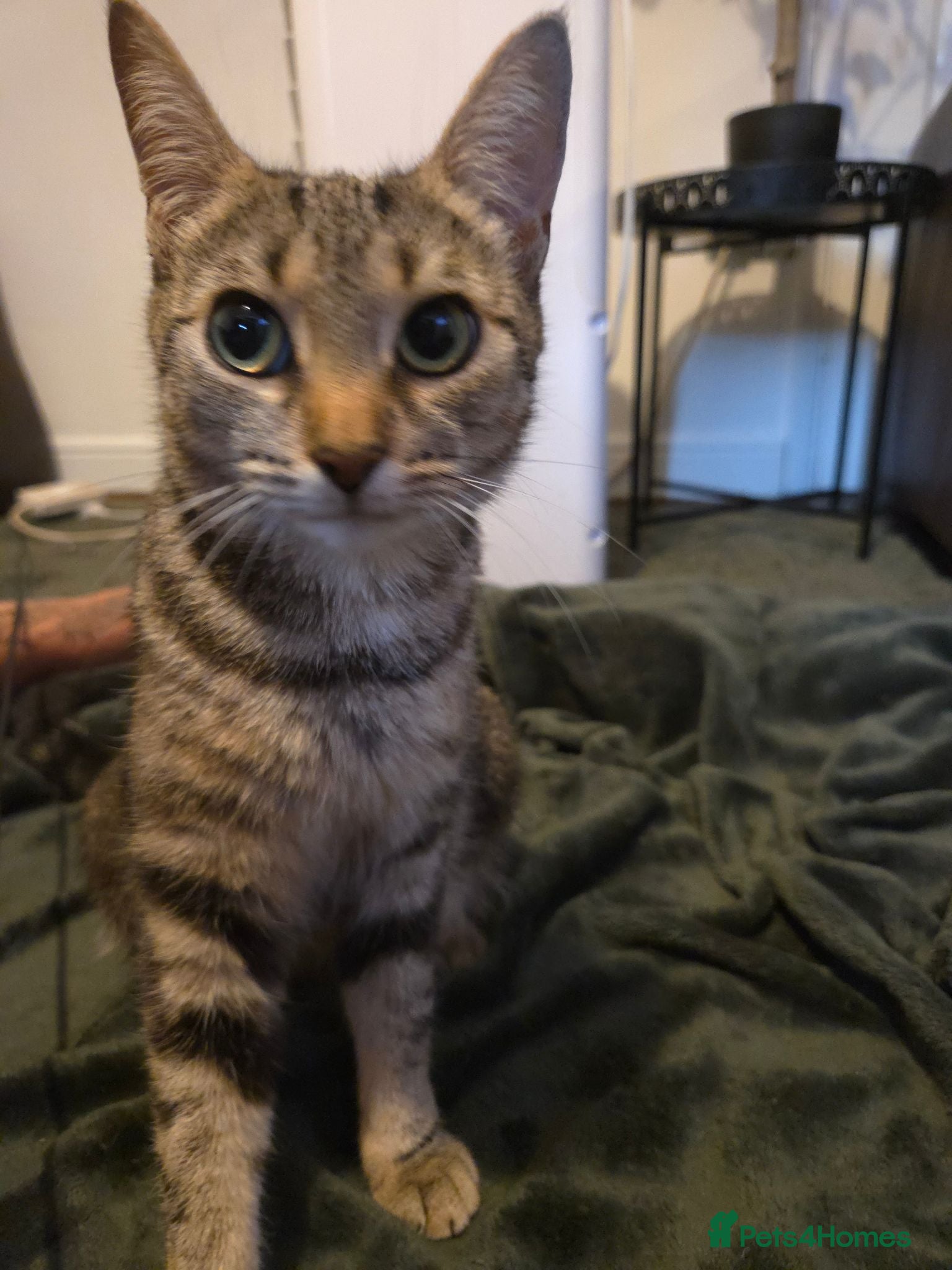 Mixed Breed cats Beautiful babies - Advert 3
