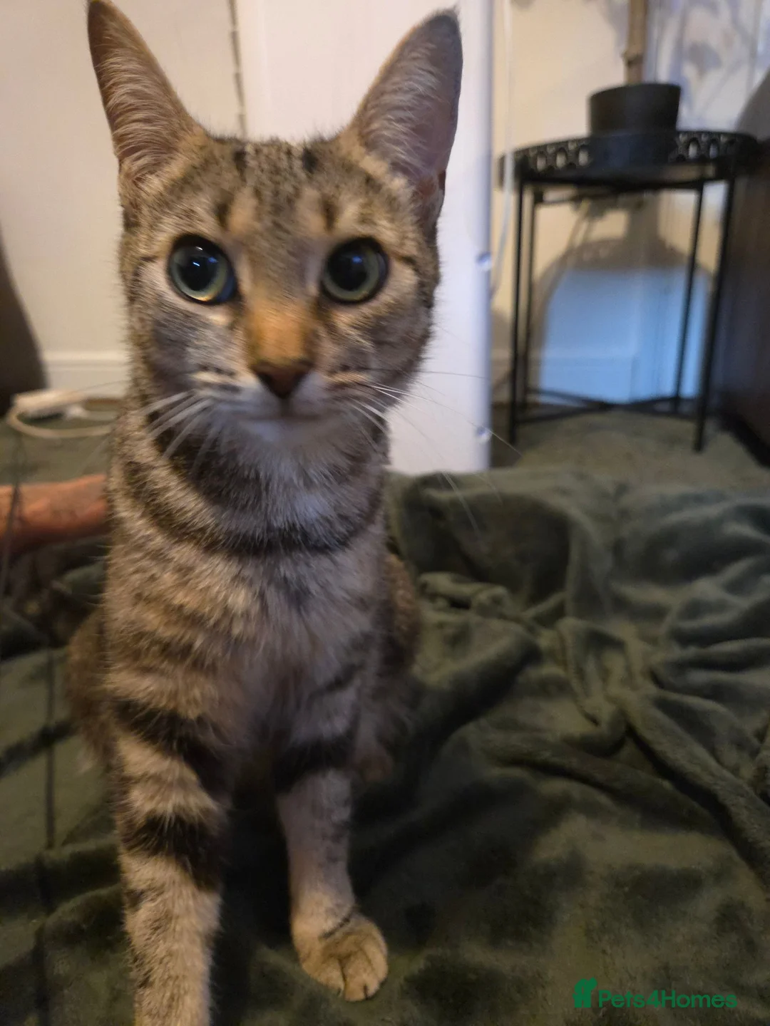 Mixed Breed cats for sale: Beautiful babies - Advert 1