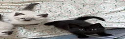 Mixed Breed cats for sale: BSH and Ragdoll mix  - Advert 2