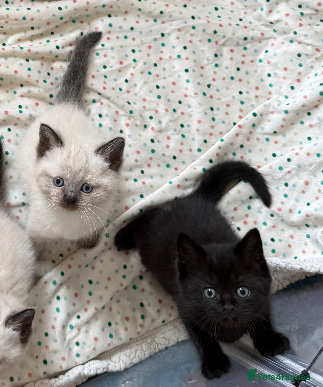 Mixed Breed cats for sale: BSH and Ragdoll mix  - Advert 2