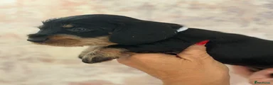Dachshund 1