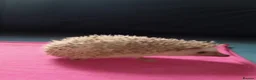 Pygmy Hedgehog rodents for sale: Baby African pygmy hedgehogs for sale  in Leicester - Advert 4