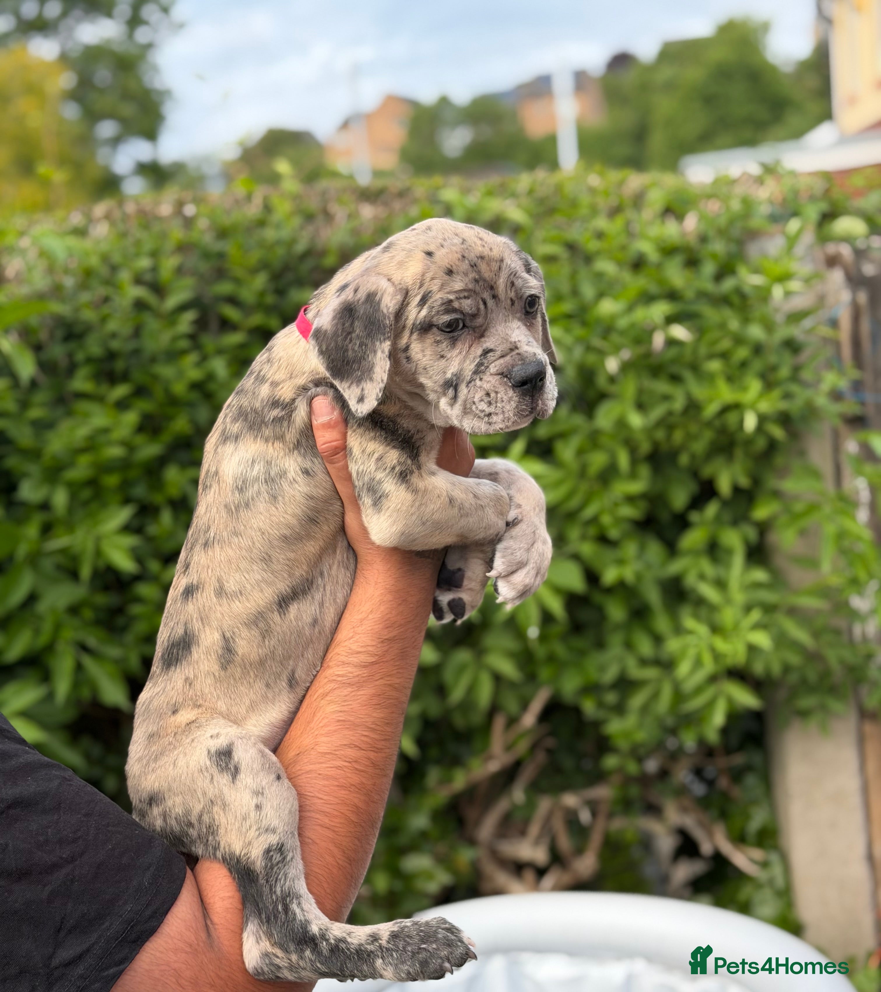 Cane Corso dogs Merle chunky Cane Corso X Bandogge puppies  - Advert 2