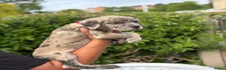 Cane Corso dogs for sale: Merle chunky Cane Corso X Bandogge puppies  - Advert 2