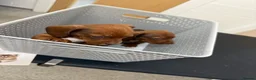 Dachshund dogs for sale: 🐾 Gorgeous Mini Dachshund Puppies 1 Boy & 1 Girl  - Advert 6