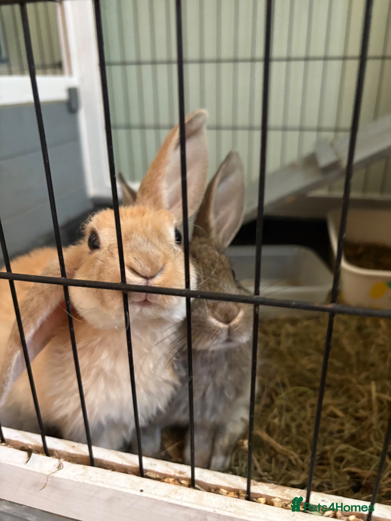 Mixed Breed rabbits Lop x Rex rabbits - Advert 1