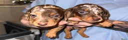 Miniature Dachshund dogs for sale: Stunning Mini-Dachshund litter - Advert 11