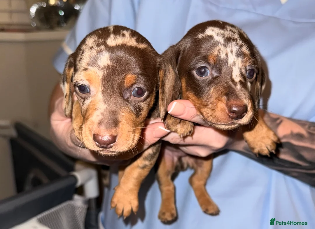 Miniature Dachshund dogs for sale: Stunning Mini-Dachshund litter - Advert 11