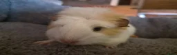 Guinea Pig rodents for sale: baby guinea pigs in Keith - Advert 4