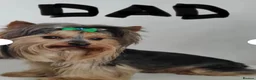 Yorkshire Terrier dogs for sale: Tiny Yorkshires puppies 😍 - Advert 16