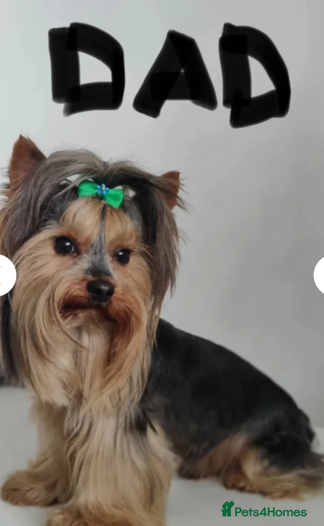 Yorkshire Terrier dogs for sale: Tiny Yorkshires puppies 😍 - Advert 16