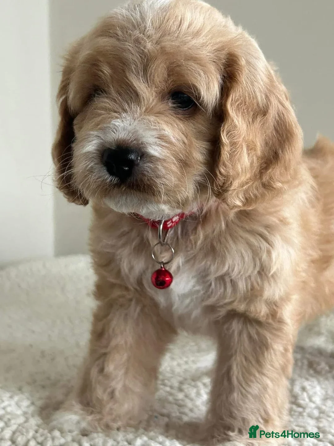 Cockapoo dogs for stud: unique and beautiful f3 american cockapoo stud - Advert 2