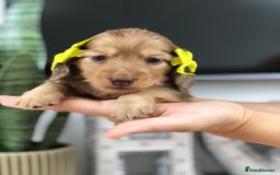 Miniature Dachshund dogs for sale: 𝕃𝕠𝕟𝕘 𝕙𝕒𝕚𝕣𝕖𝕕 𝕔𝕣𝕖𝕒𝕞 𝕡𝕦𝕡𝕡𝕚𝕖𝕤 🧸 - Image 2