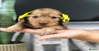 Miniature Dachshund dogs - Advert 2