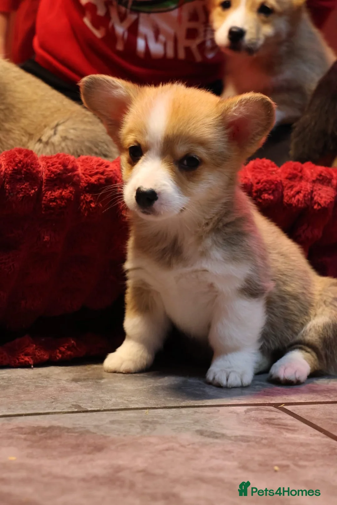 Welsh Corgi Pembroke dogs for sale: Champion bloodlines on both sides, great with kids - Advert 3
