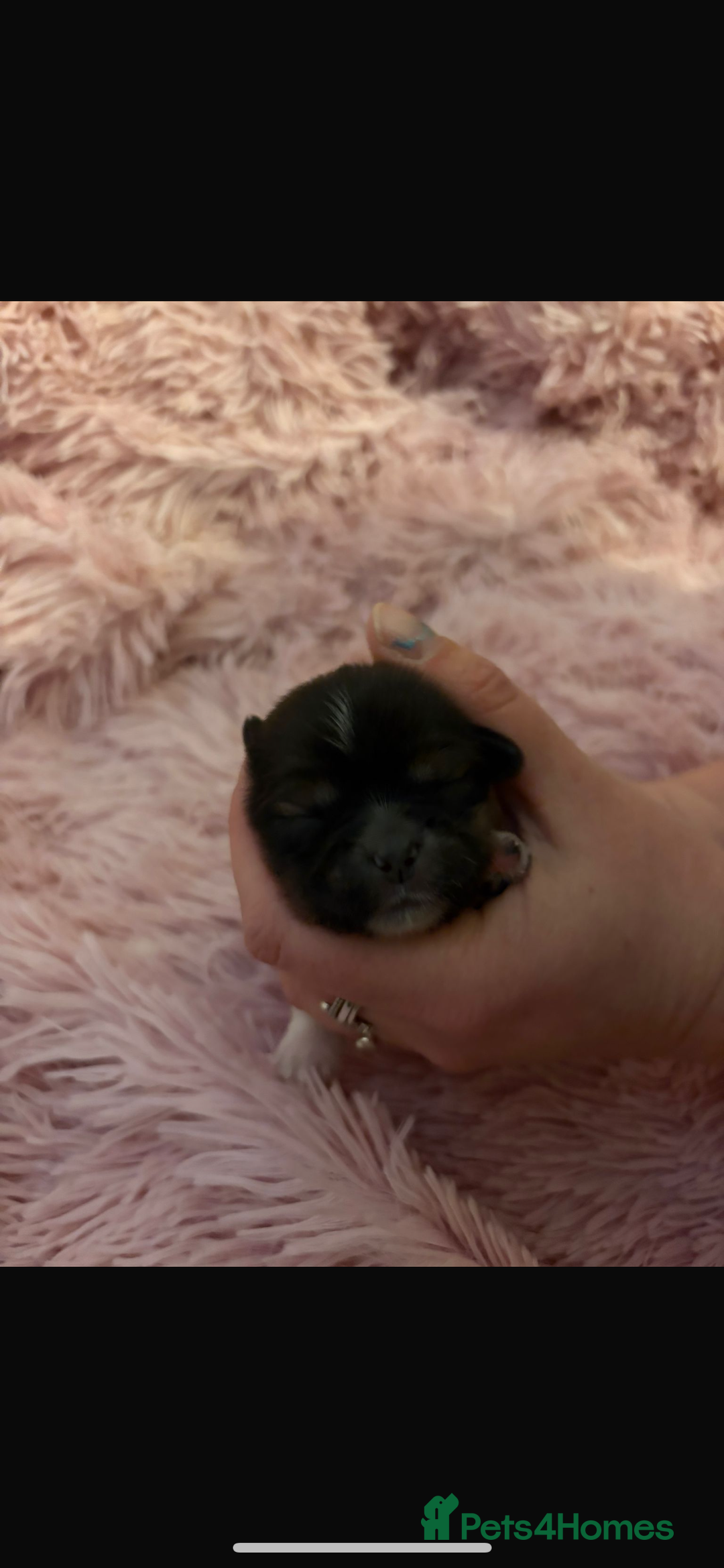 Shih Tzu dogs for sale: Shih Tzu puppies - Advert 8