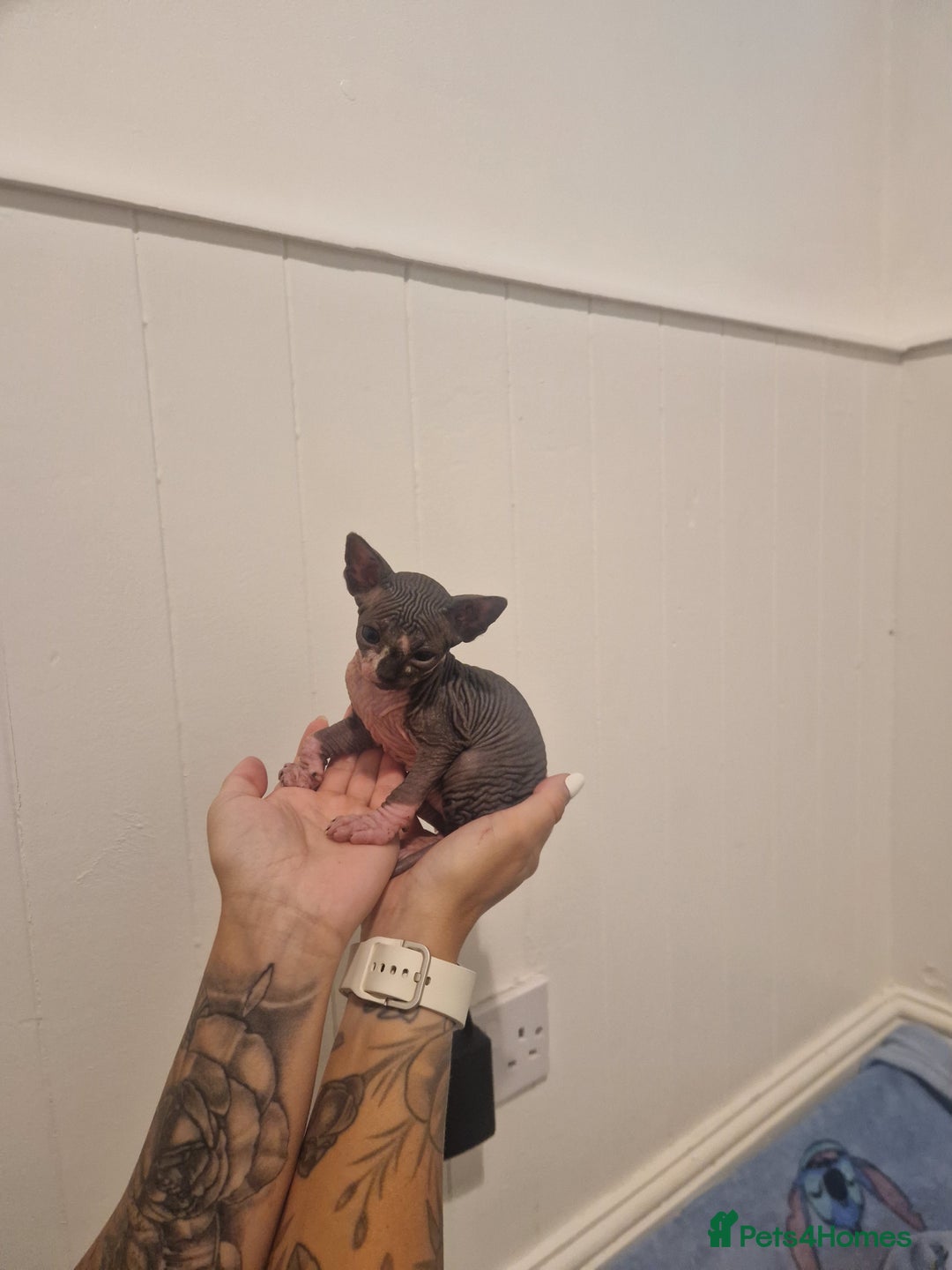 Sphynx cats for sale: Male sphynx kitten - Image 3