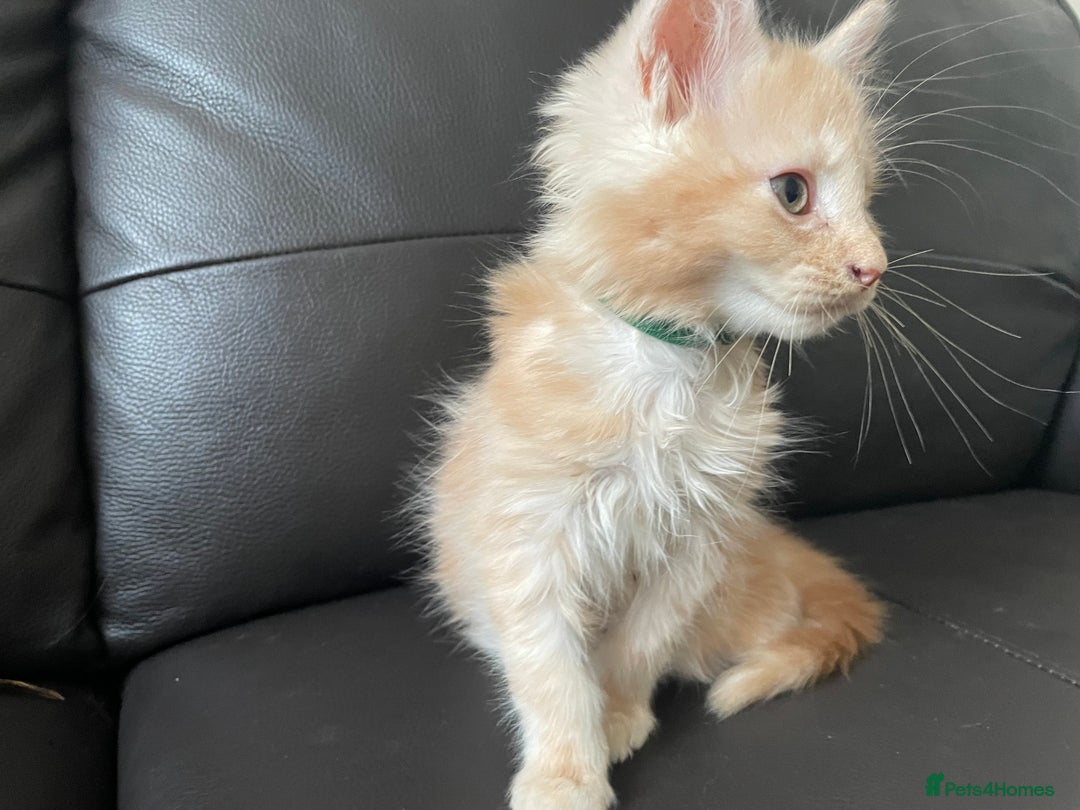 Maine Coon cats for sale: Maine Coon Cross Kittens  - Image 23