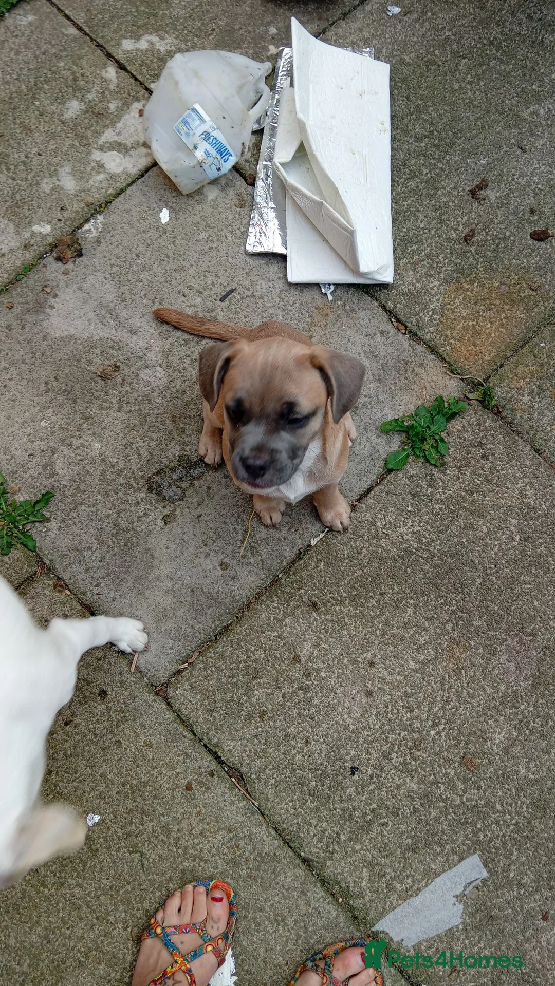 Mixed Breed dogs for sale: French pom bulls - Advert 2