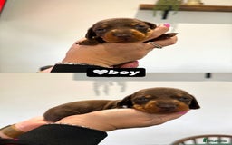 Miniature Dachshund dogs for sale: Miniature dachshunds - Image 5