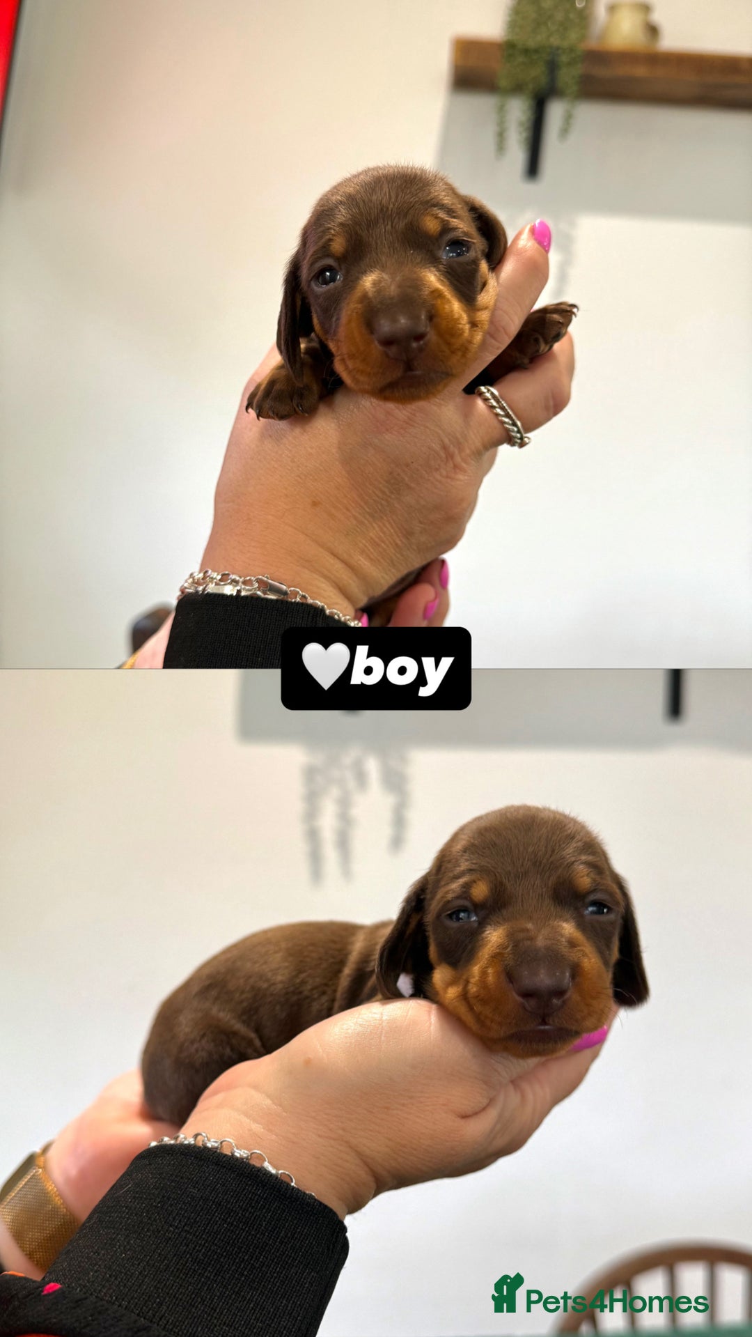 Miniature Dachshund dogs for sale: Miniature dachshunds - Image 5