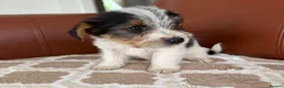 Mixed Breed dogs for sale: Yorkshire terrier X Jack Russell in Harlow - Advert 5