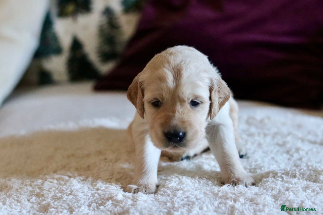 Golden Retriever dogs for sale: Beautiful KC Registered Golden Retriever puppies - Advert 2