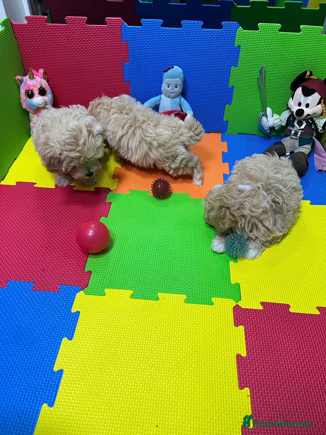 Maltipoo dogs for sale: ❤️3 Maltipoo F1 Babies❤️ - Advert 11