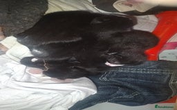 British Shorthair cats for sale: 3 days old kittens ready in 12 weeks - Image 3