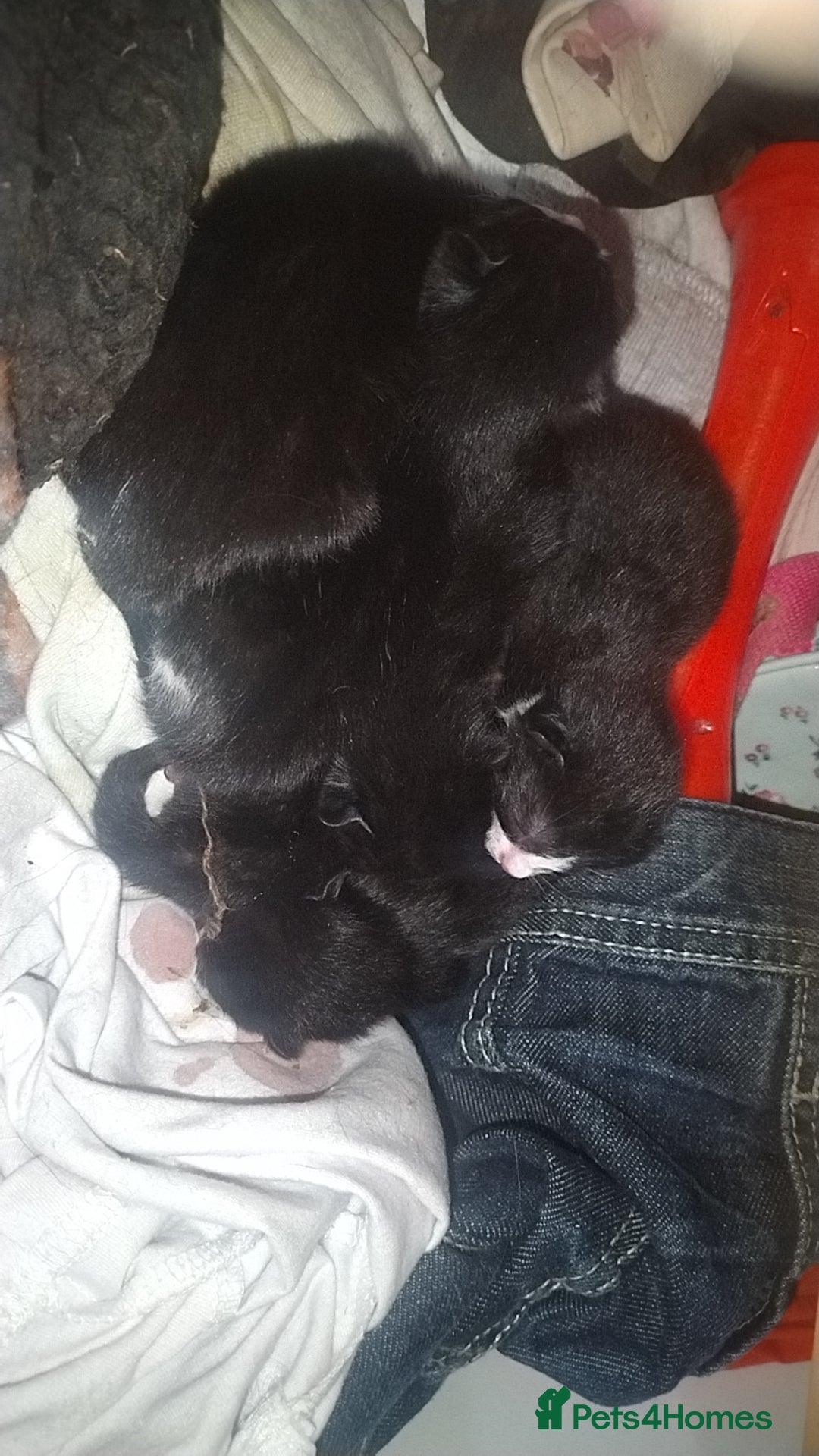 British Shorthair cats for sale: 3 days old kittens ready in 12 weeks - Image 3
