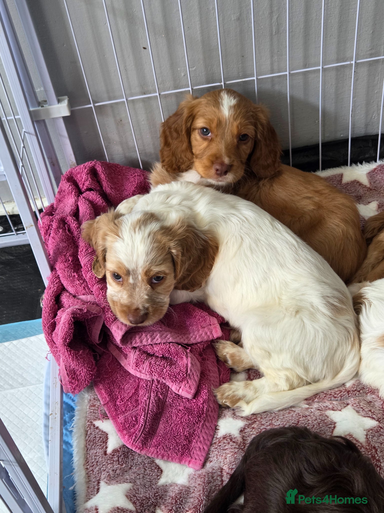 Cocker Spaniel dogs Cocker spaniel puppies - Advert 8
