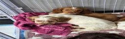 Cocker Spaniel dogs for sale: Cocker spaniel puppies - Advert 2