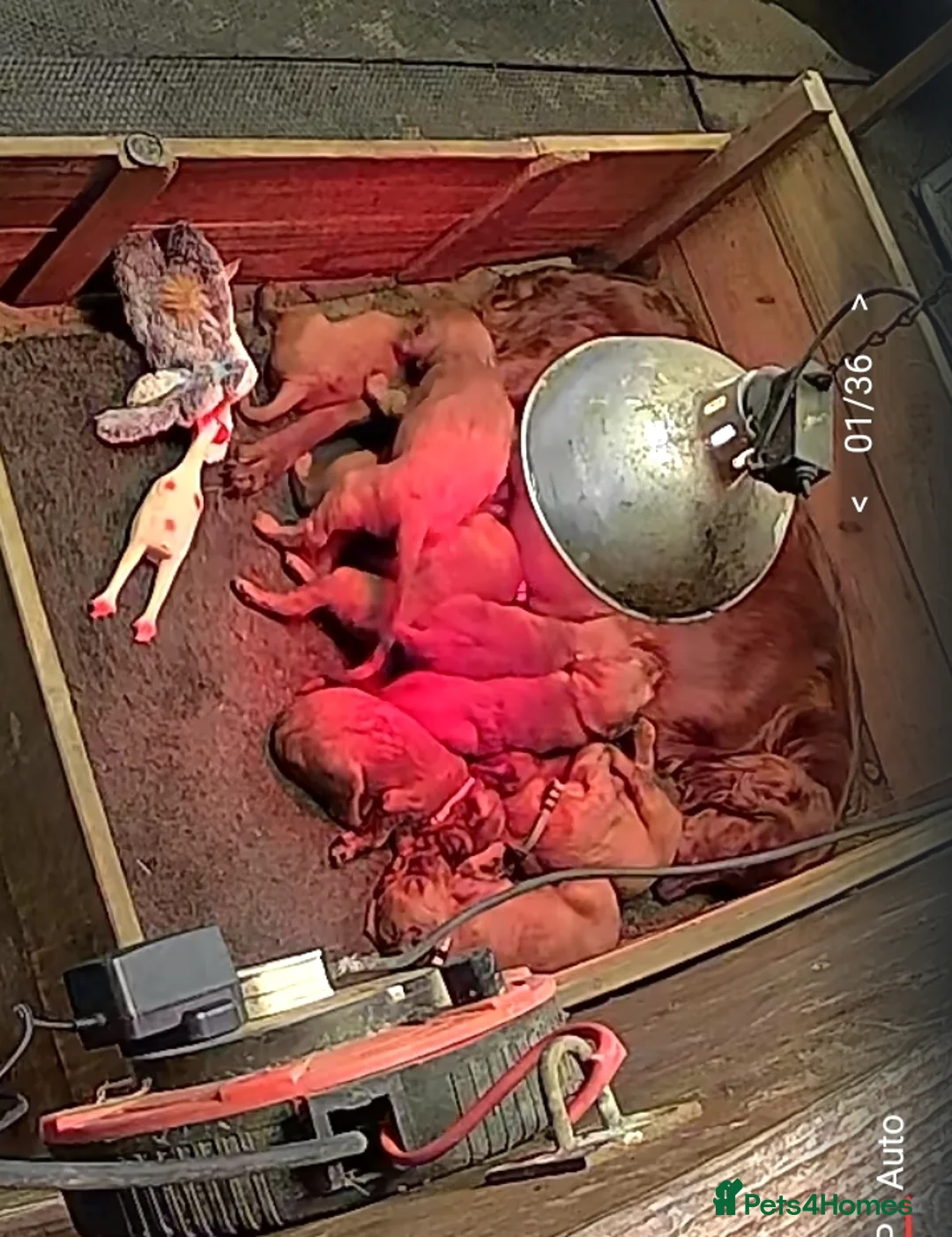 Irish Setter dogs for sale: Irish setter pup's KC registered  - Advert 2