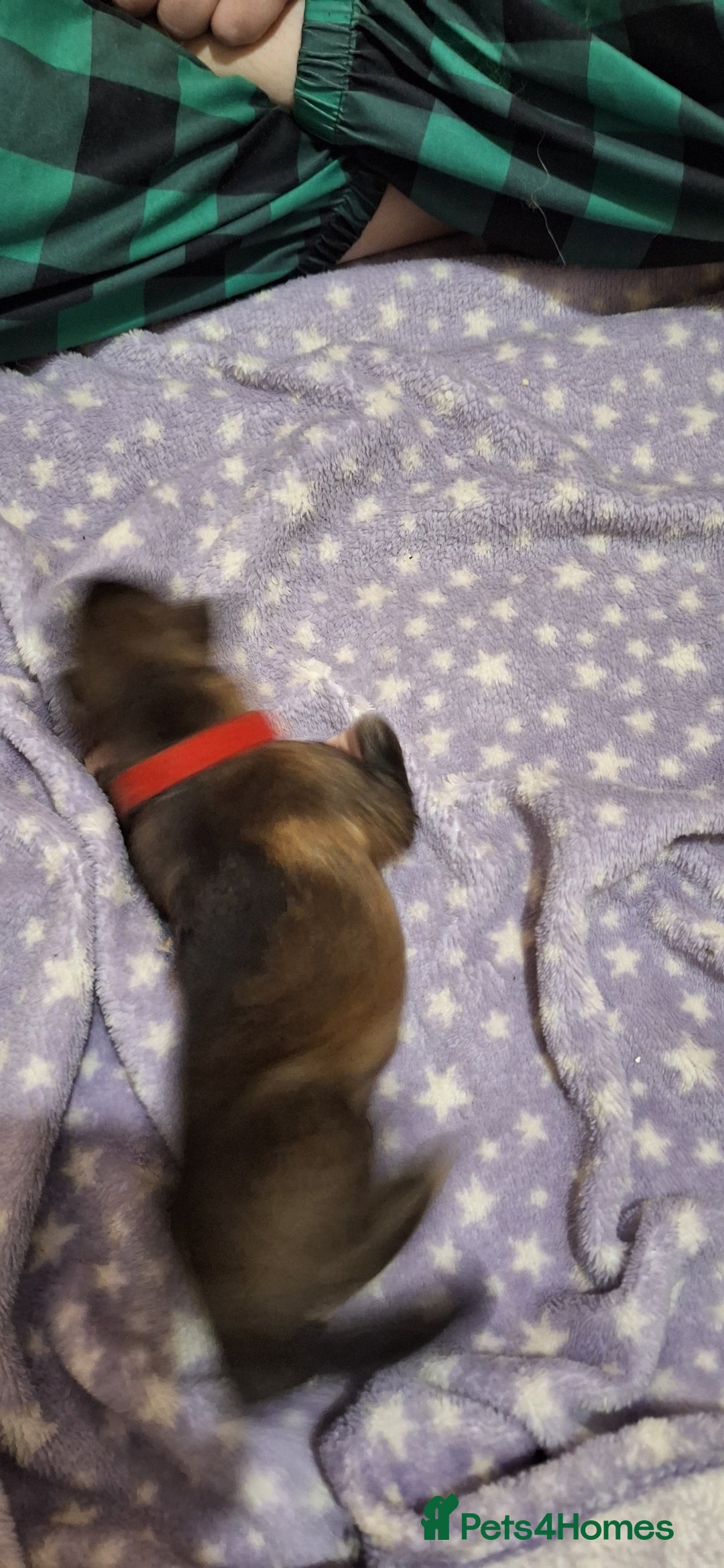 Mixed Breed dogs for sale: 10 Alaskan Shepherds for sale - Advert 11