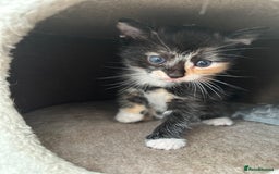 Mixed Breed cats for sale: 7 beautiful kittens ready for a loving home - Image 8