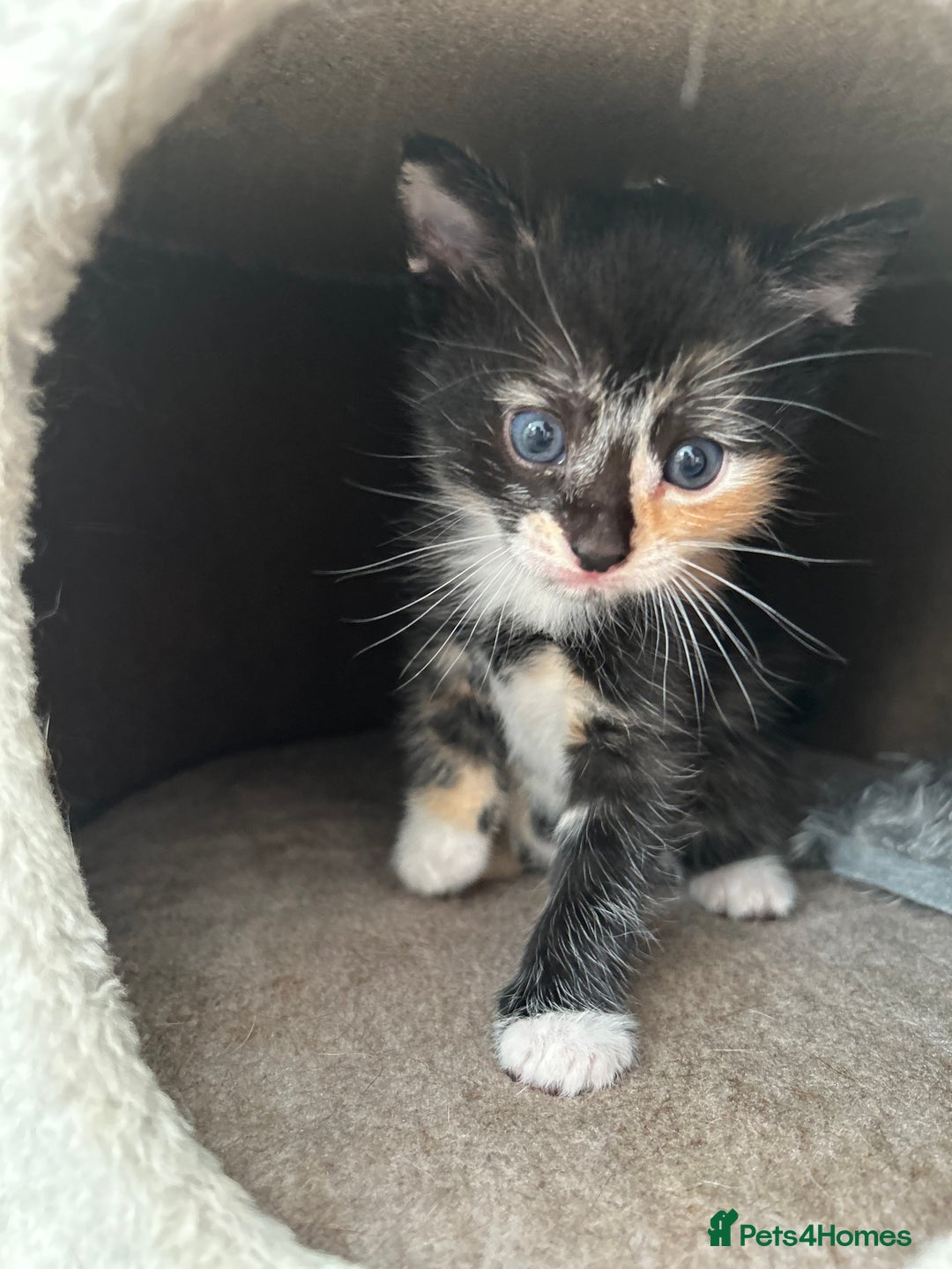 Mixed Breed cats for sale: 7 beautiful kittens ready for a loving home - Image 8