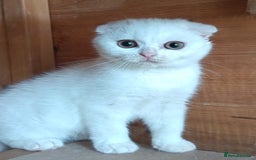 Scottish Fold cats for sale: Gorgeous kittens - Image 4