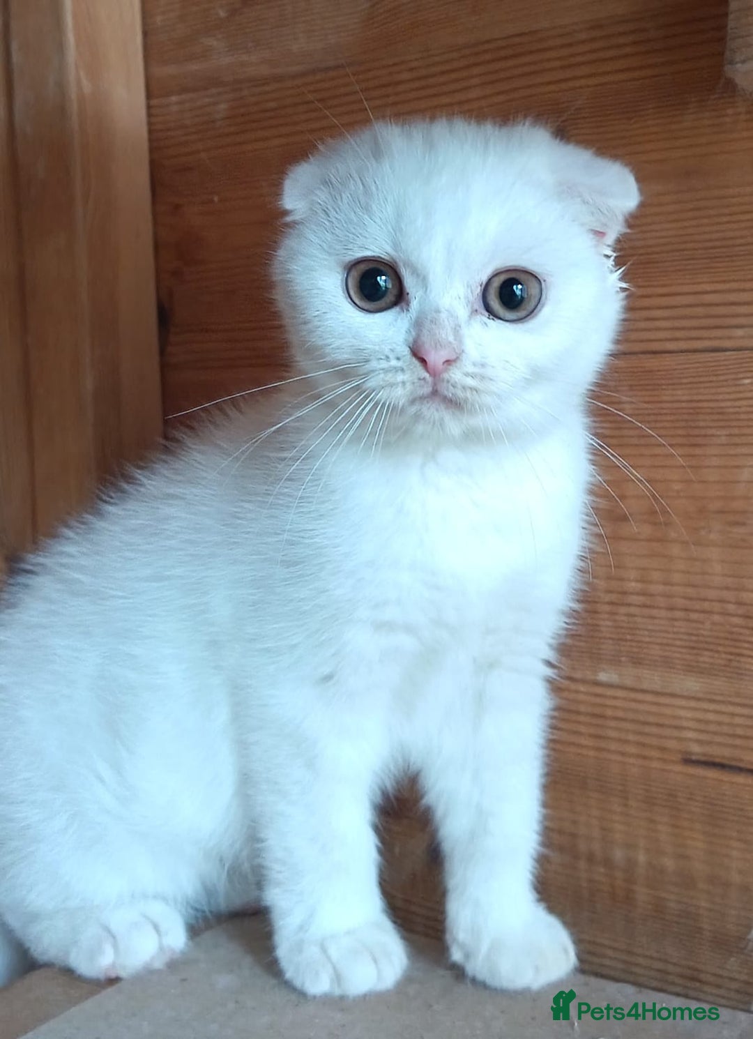 Scottish Fold cats for sale: Gorgeous kittens - Image 4
