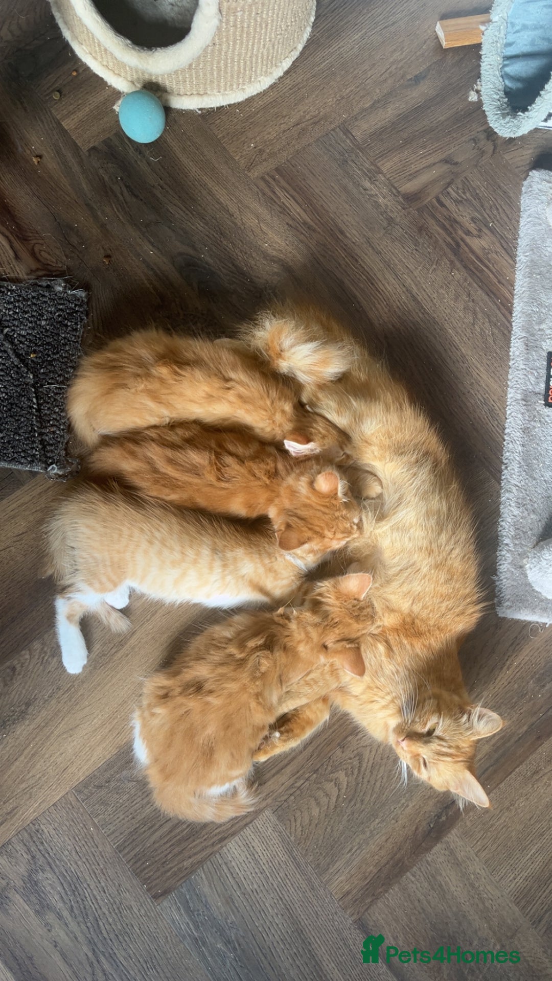 Mixed Breed cats for sale: Four beautiful playful kittens for sale  - Image 8